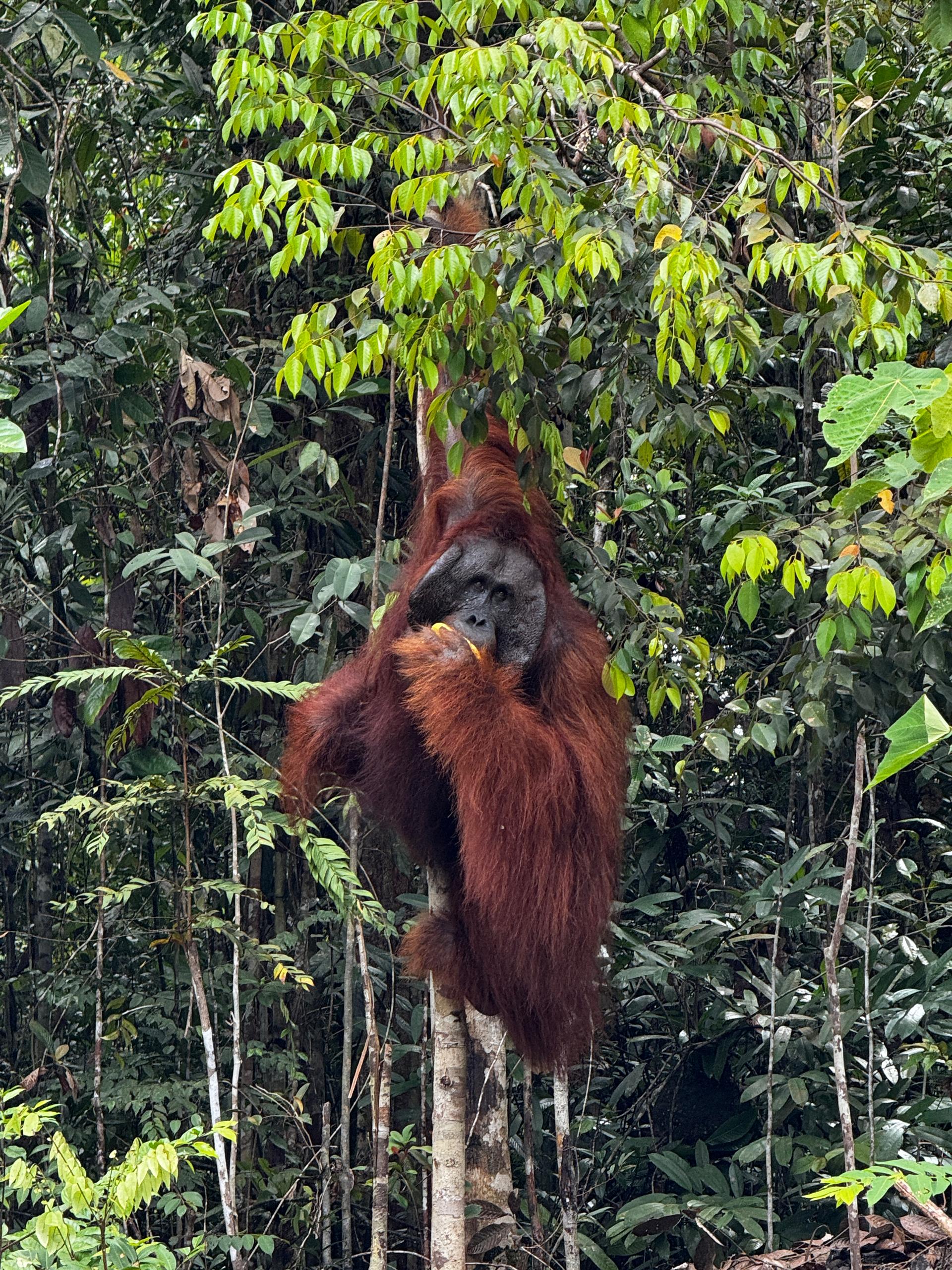 Image of SEMENGGOH ORANGUTAN & BIDAYUH LONGHOUSE