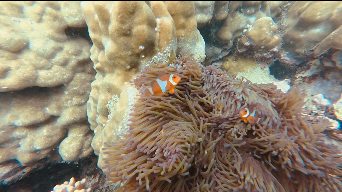 Image of Mersing 7-Island Hopping Adventure Day Tour