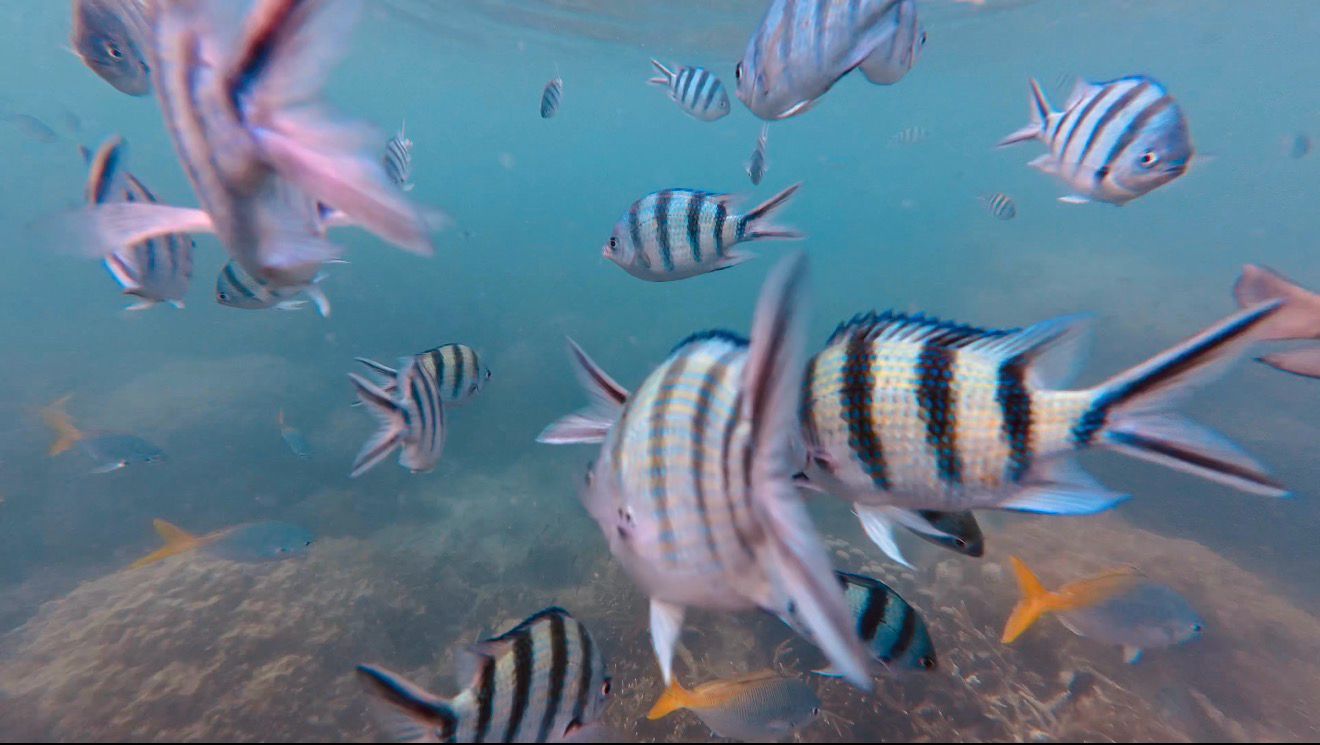 Image of Mersing 7-Island Hopping Adventure Day Tour