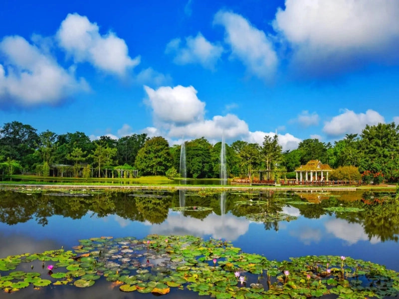 Image of 2026 Summer Xishuangbanna Tropical Rainforest Leisure 6 Days Tour