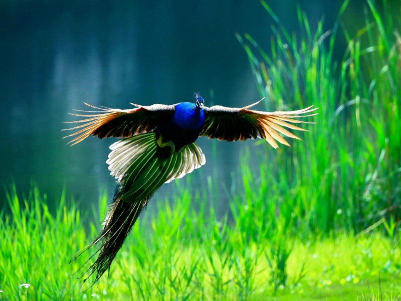 Image of 2026 Summer Xishuangbanna Tropical Rainforest Leisure 6 Days Tour