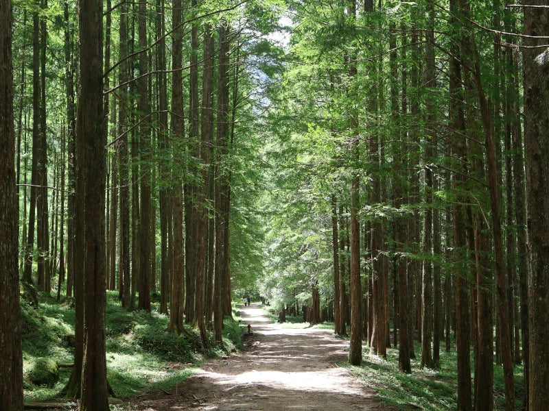 Image of 6-Day Ailao Mountains & Xishuangbanna Rainforest Nature Tour