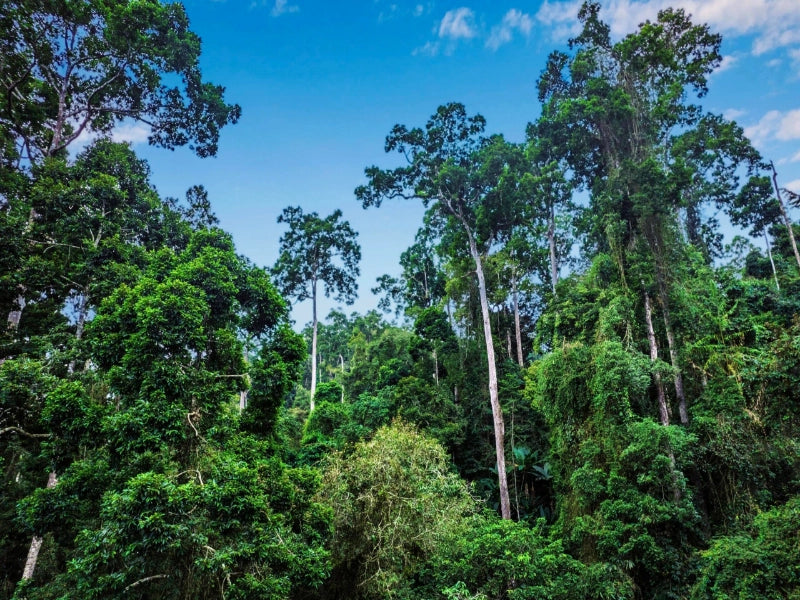Image of 2026 Summer Xishuangbanna Tropical Rainforest Leisure 6 Days Tour