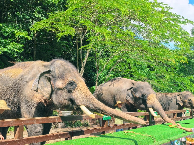 Image of 2026 Summer Xishuangbanna Tropical Rainforest Leisure 6 Days Tour