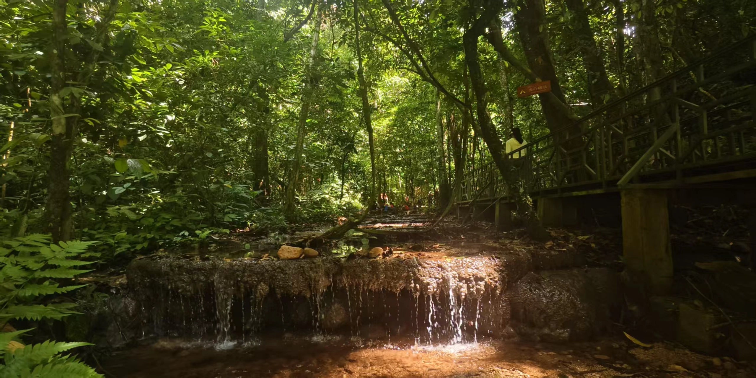 Image of 6-Day Ailao Mountains & Xishuangbanna Rainforest Nature Tour