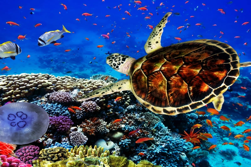 Image of Ras Mohamed & Tiran Snorkeling Cruise – Red Sea Coral Reefs