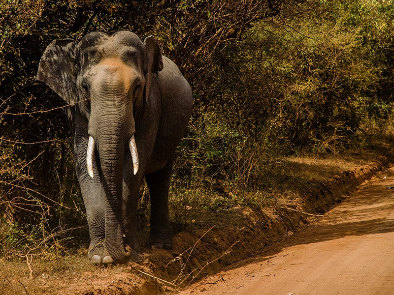 4D Discover Sri Lanka: Cities, Culture, Coastlines & Wildlife Adventure