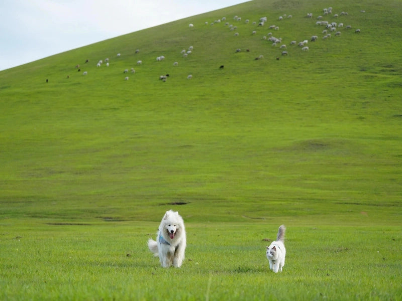 Image of Ili Snow Mountain & Alpine Grassland Nature Immersion 6-Day In-Depth Tour