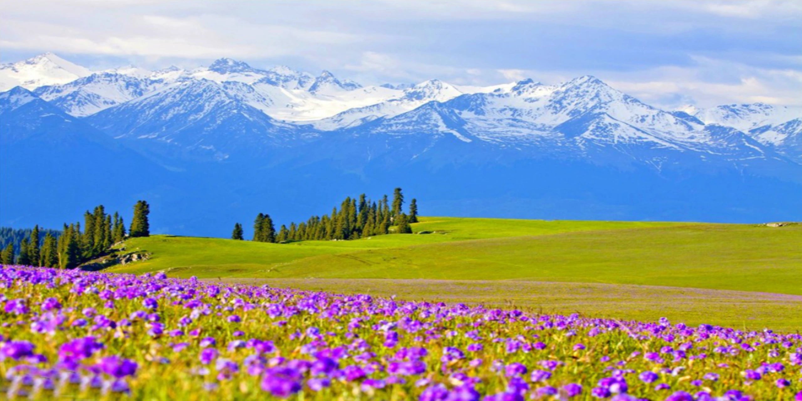 Image of Ili Snow Mountain & Alpine Grassland Nature Immersion 6-Day In-Depth Tour