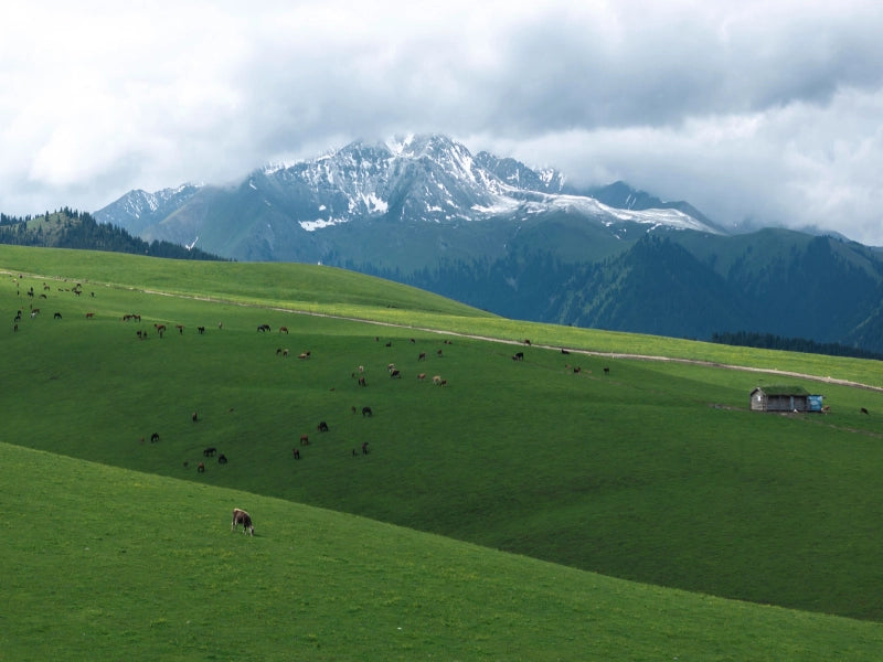Image of 11-Day Grand Northern Xinjiang Light Trekking Tour: Altay & Yili Highlights