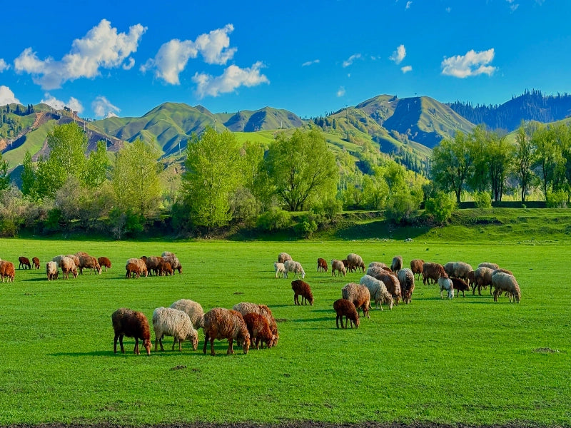 Image of Ili Snow Mountain & Alpine Grassland Nature Immersion 6-Day In-Depth Tour