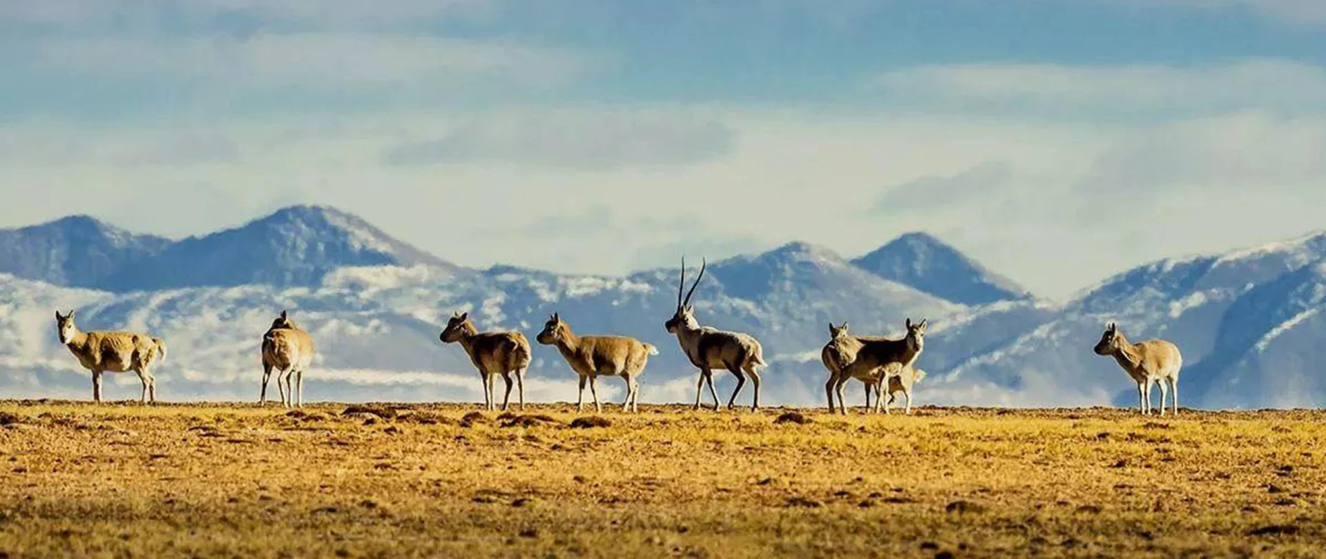 Image of 7-Day Hoh Xil Wild Trekking Tour: Qaidam Basin & Tibetan Wildlife Safari