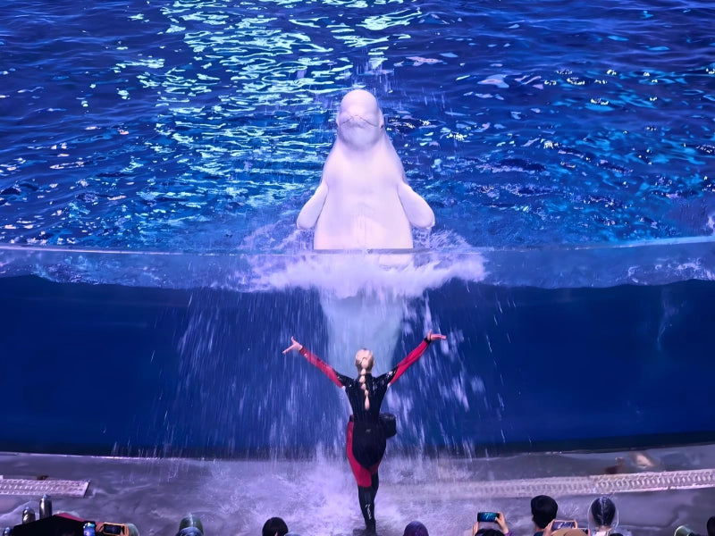 Image of 3-Day Chimelong Theme Park Tour Guangzhou–Zhuhai